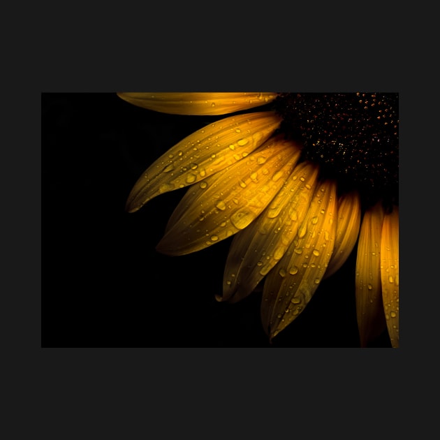 Backyard Flowers 28 Sunflower by learningcurveca