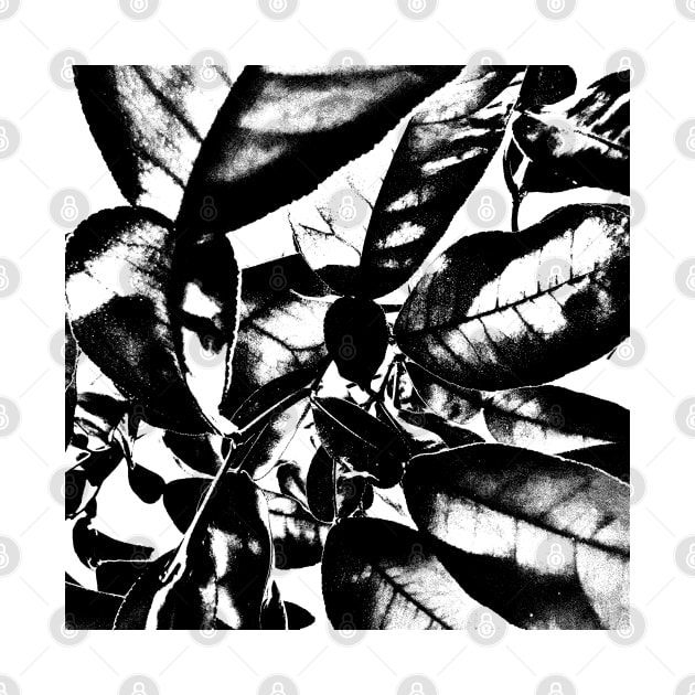 Black and White Grapefruit Leaf Design by Ric1926