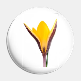 Crocus angustifolius  AGM  Cloth-of-gold crocus Pin