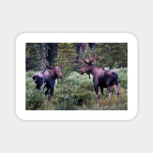 Two Moose Magnet