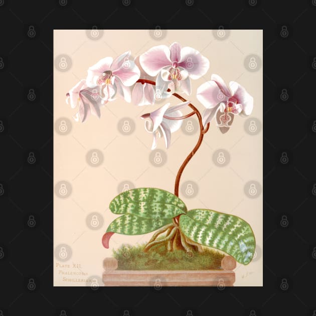 Phalaenopsis schilleriana - botanical illustration by chimakingthings