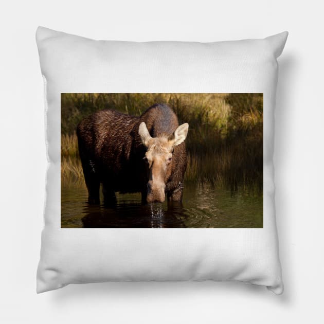 Moose - Algonquin Park, Canada Pillow by Jim Cumming