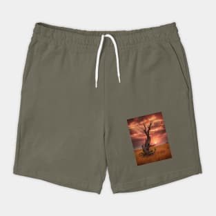 weathered tree  field of golden Shorts