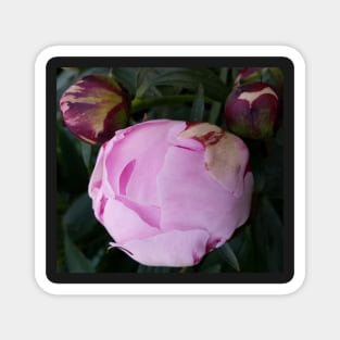 Peony Flower bud Magnet