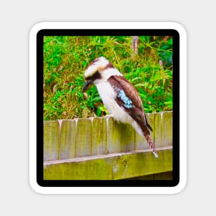 The Kookaburra ! Magnet