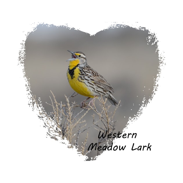 Western Meadowlark by Whisperingpeaks