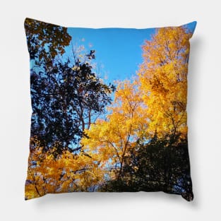 Yellow Gold Autumn Leaves and clear blue sky nature pretty delicate foliage Pillow