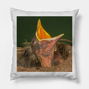 Robin Chick Close Up Pillow