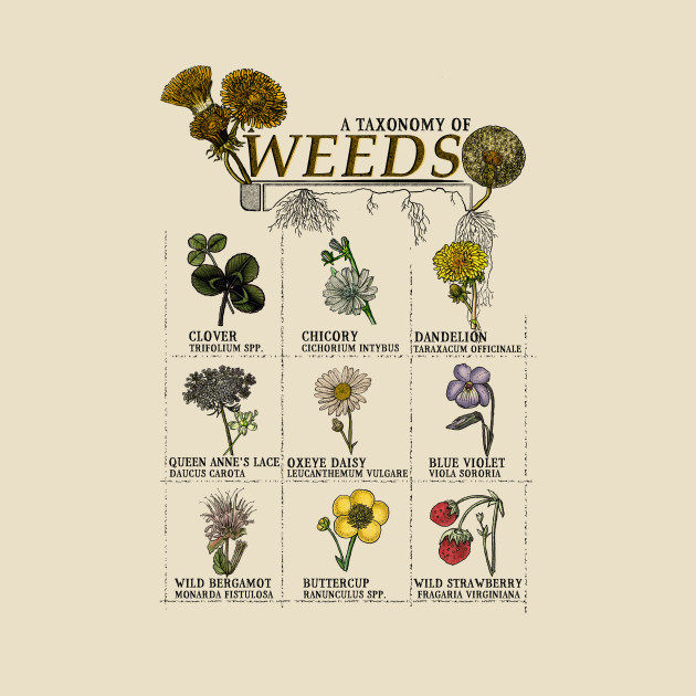 Weeds, An Incomplete Taxonomy by Maiden Names