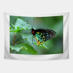 The Cairns Birdwing Tapestry