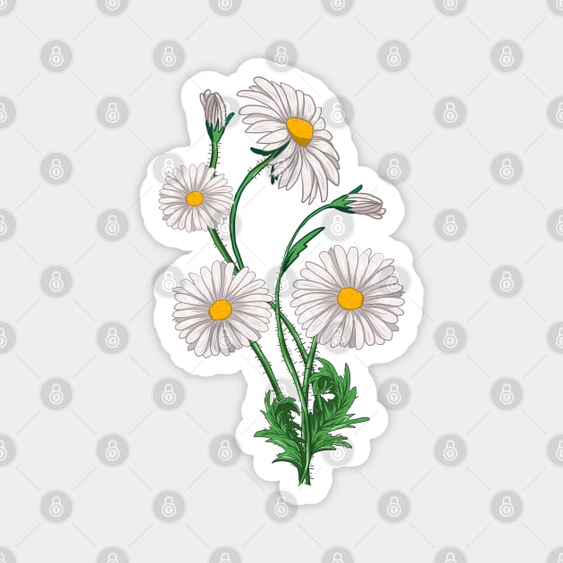 Daisies Chamomile & Marguerites Bouquet Retro Daisy Flower Magnet by Ai Wanderer