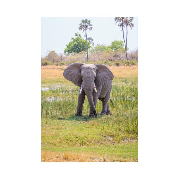 African bush elephant, Loxodonta africana by GrahamPrentice