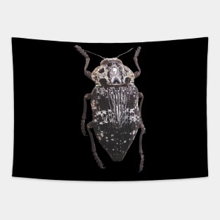 Pistachio Rootborer Capnodis Cariosa Isolated Tapestry