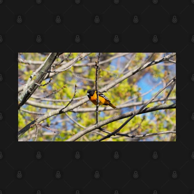 Baltimore Oriole Perched On A Tree Branch by BackyardBirder