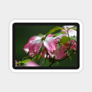 Dogwood Blossoms Magnet