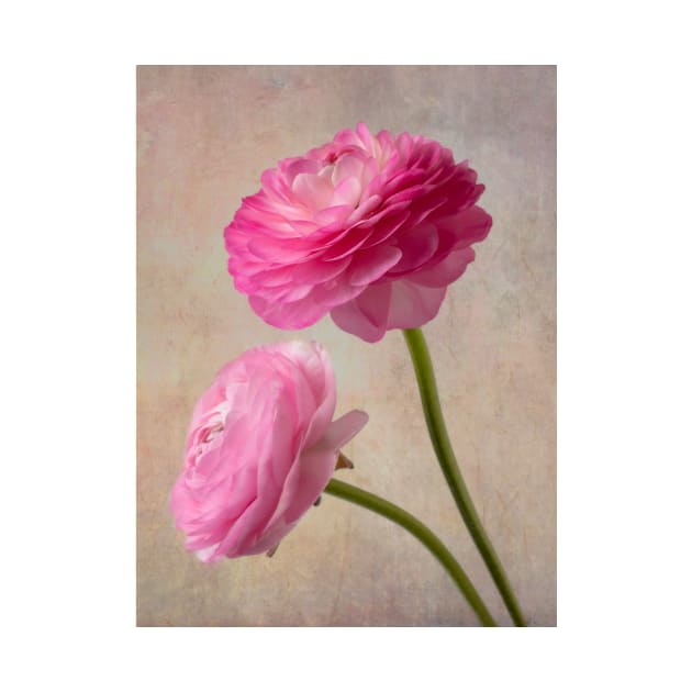 Two Wonderful Pink Textured Ranunculus by photogarry