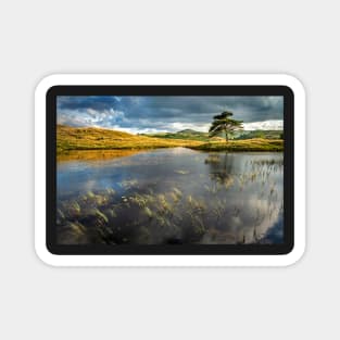 Kelly Hall Tarn Lake View with Pine Tree Magnet