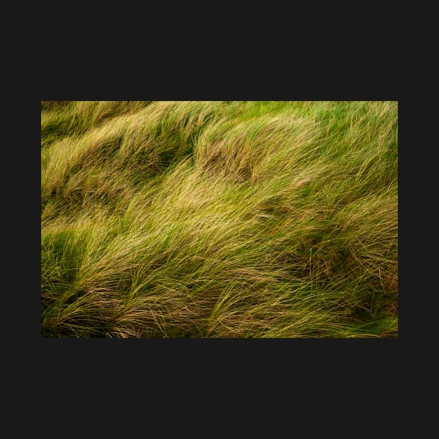 Dune Grass by TTDean