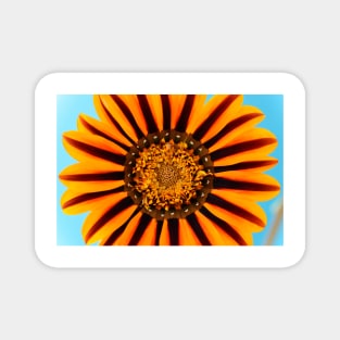 Gazania &#39;Tikal&#39;  SunBathers Series Magnet