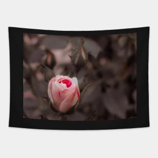 Macro Pinky Rose Tapestry