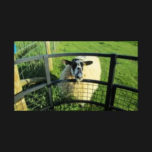 Friendly Sheep Peeking Through a Gate T-Shirt