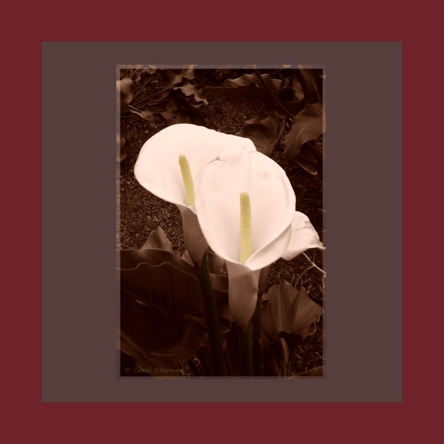 Sepia Calla Lily Pair by csturman