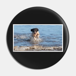 English springer spaniel Pin