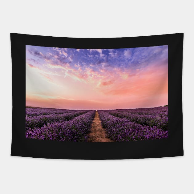 Lavender field under multicolored cloudy sky Tapestry by djil13