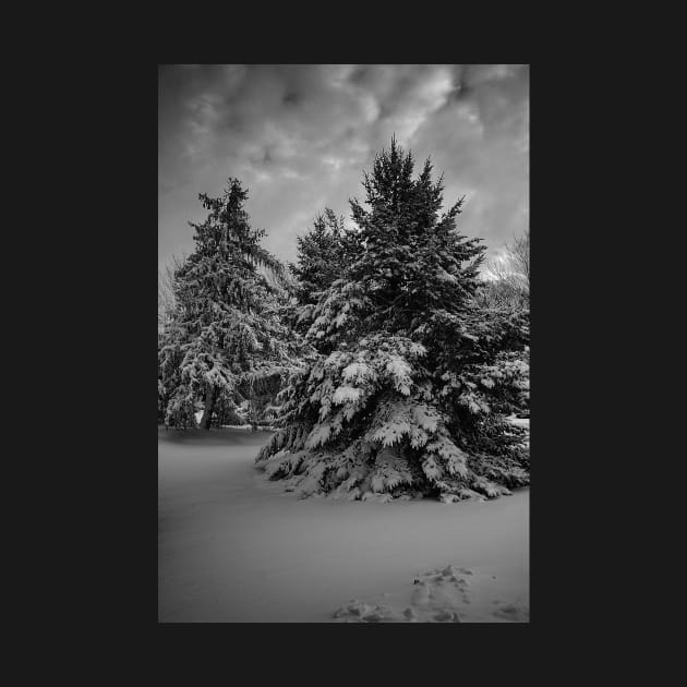 Beauty Of Winter In Black And White by JimDeFazioPhotography