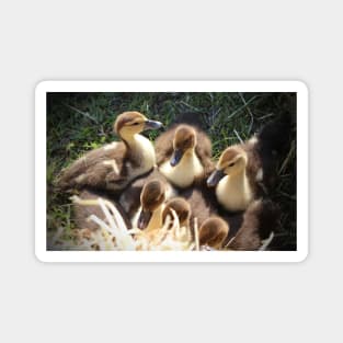 Ducklings Magnet