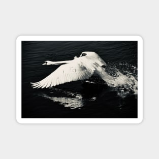 Swan 3 / Swiss Artwork Photography Magnet