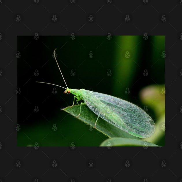 Wall Art - Lacewing Resting - Art print by DigillusionStudio