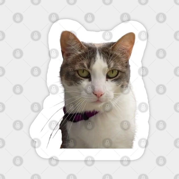 Tabby Cat Head Shot Magnet by PLANTONE