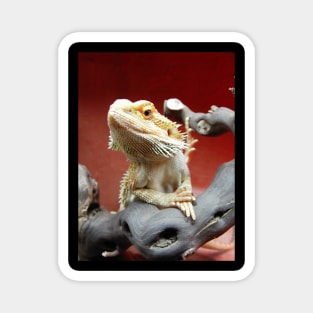 Bearded Dragon Magnet