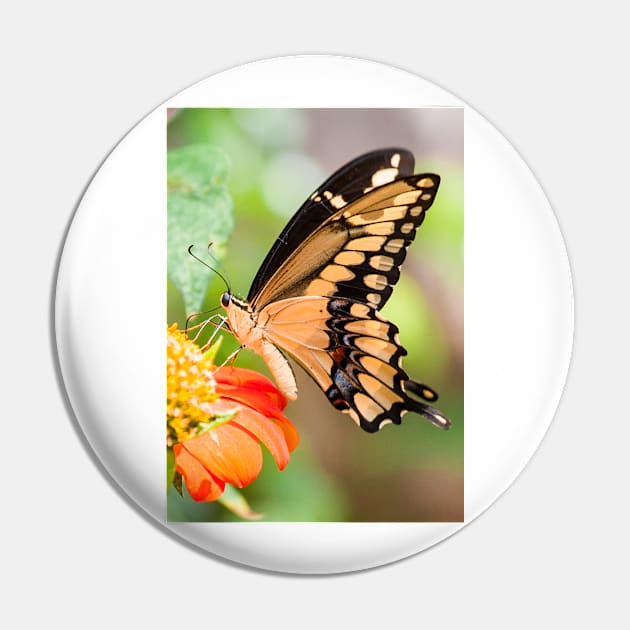 Giant Swallowtail Butterfly Pin by JohnCorney