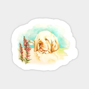 Clumber Spaniel, Watercolour painting. Magnet