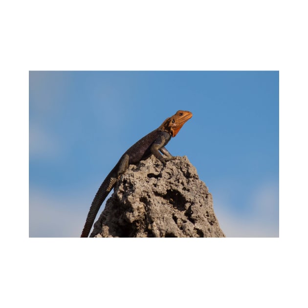 Red-Headed Agama by Jacquelie