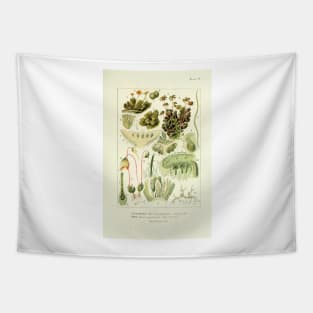 Liverwort and Moss - Botanical Illustration Tapestry