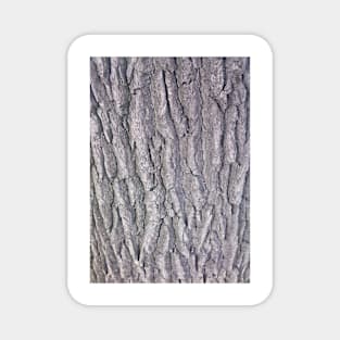 Texture - Tree bark Magnet