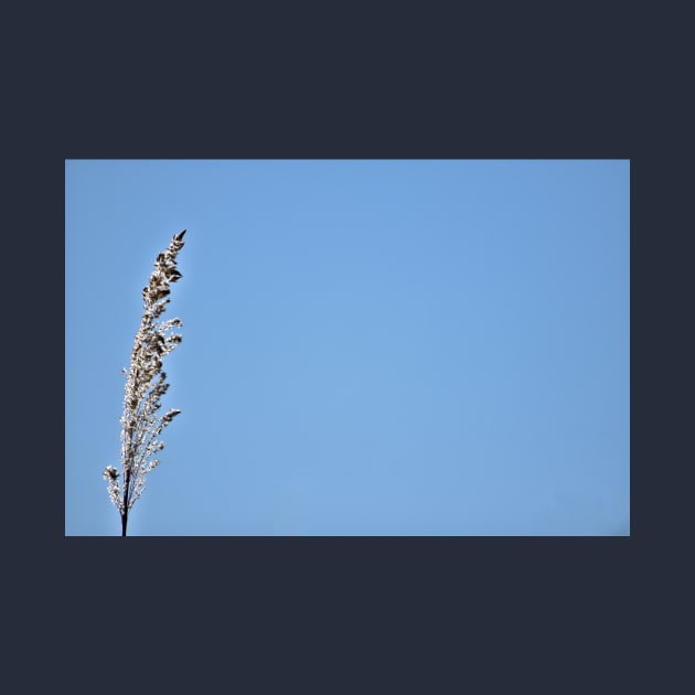 Pampas Grass Head by A Thousand Words Photography