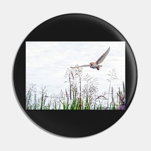 Barn owl hunting over the reed bed Pin