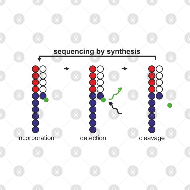 sequencing by synthesis by RosArt100