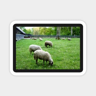 Sheep grazing in Lausanne, Switzerland Magnet