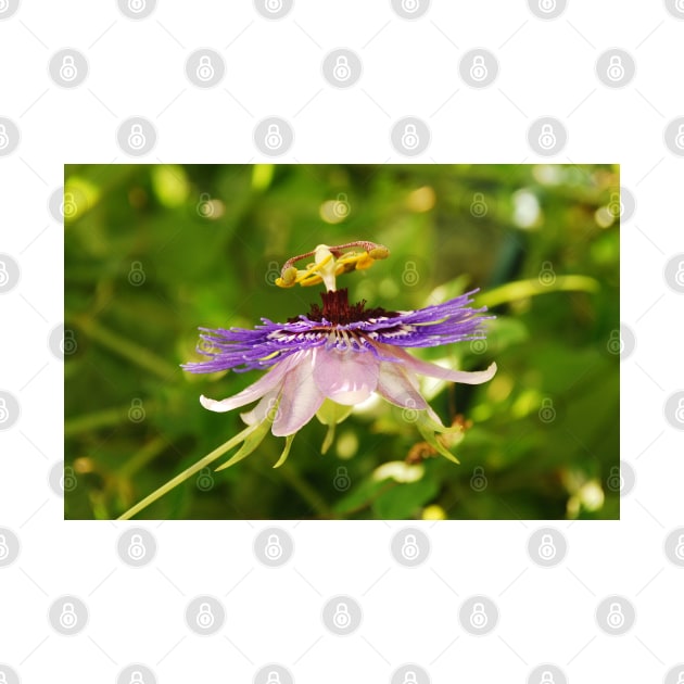 Purple Haze Passiflora by jojobob