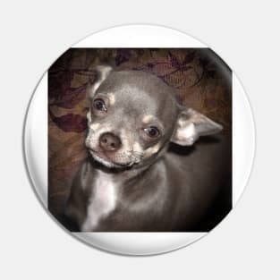 Loveable Cheeky Cute Chihuahua Face art Pin