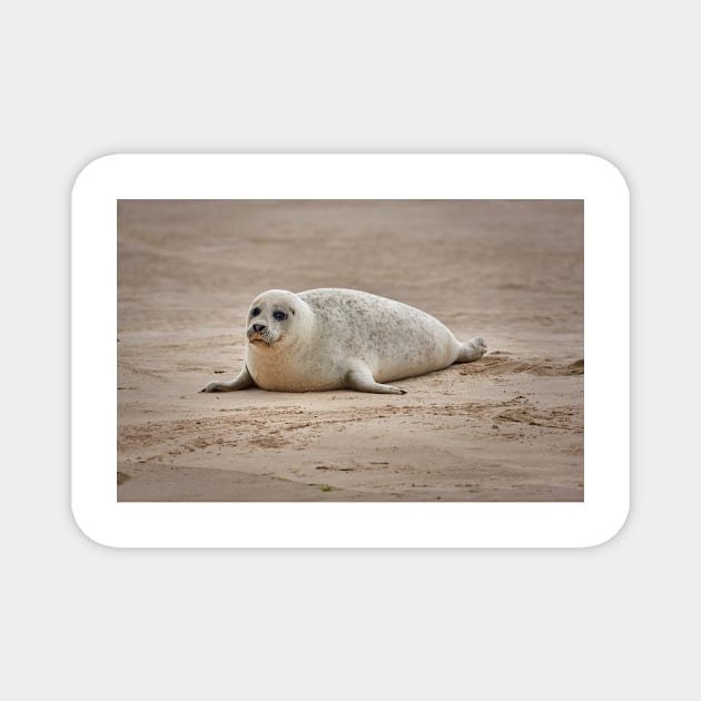 White common seal (Phoca vitulina) pup Magnet by GrahamPrentice