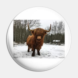 Scottish Highland Cattle Cow 2249 Pin