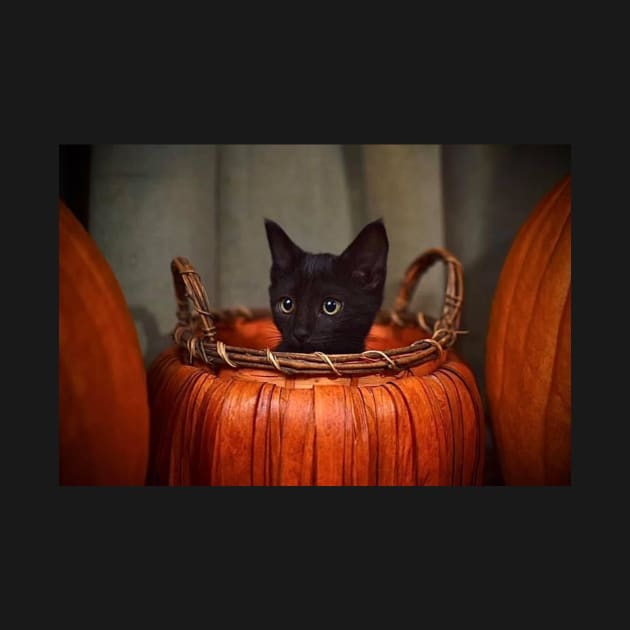 cat in pumpkin by sarelitay