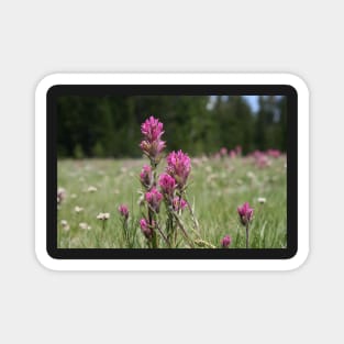 Indian Paintbrush Flower Magnet