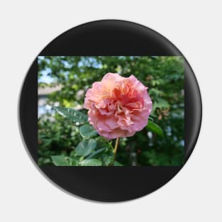 Fragrant Rachel Hybrid Tea Rose Pin